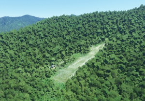 Bush strips in Papua thumbnail 2