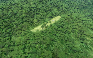 Bush strips in Papua thumbnail 3