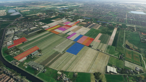 Dutch Tulip Fields thumbnail 5