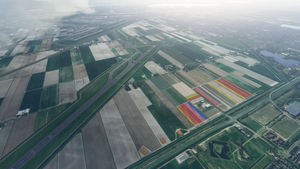 Dutch Tulip Fields thumbnail 3