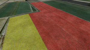 Dutch Tulip Fields thumbnail 4