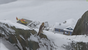 LZRR LZ du refuge du Requin thumbnail 3