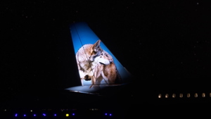 A32NX Frontier Airlines(Manteo The Red Wolf)[N383FR]8K thumbnail 9