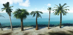 Palm Tree Library thumbnail 4