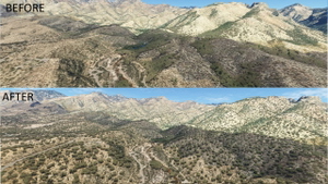 Tucson Arizona Vegetation Replacement  thumbnail 7