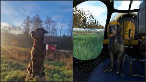GotFriends EA-7 Optica grey dog Mausi