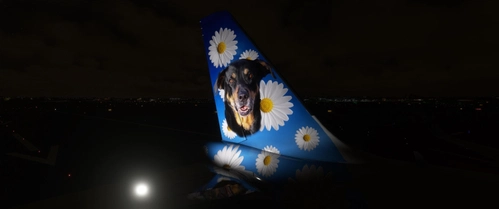 [A32NX] First Officer Daisy Frontier Livery