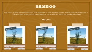 Ethnicfs Vegetation library thumbnail 6