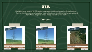 Ethnicfs Vegetation library thumbnail 10