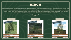 Ethnicfs Vegetation library thumbnail 9