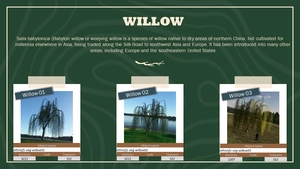 Ethnicfs Vegetation library thumbnail 13