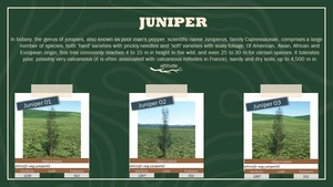 Ethnicfs Vegetation library thumbnail 12