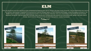 Ethnicfs Vegetation library thumbnail 14