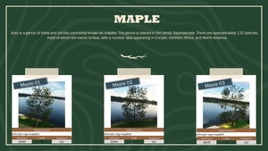 Ethnicfs Vegetation library thumbnail 15