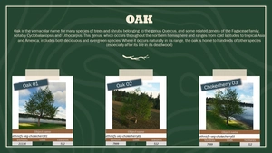 Ethnicfs Vegetation library thumbnail 16