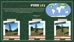 Ethnicfs Vegetation library thumbnail 17