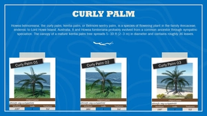 Ethnicfs Vegetation library thumbnail 21