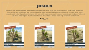 Ethnicfs Vegetation library thumbnail 20