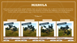 Ethnicfs Vegetation library thumbnail 25