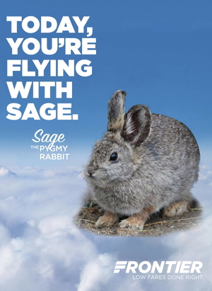 Frontier Rabbits FBW A32NX Frontier | N395FR | Sage the Pygmy Rabbit | 8K - Aircraft ...