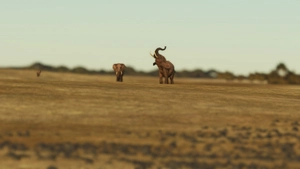 Okaukuejo-Waterhole + FYOO airport  thumbnail 11