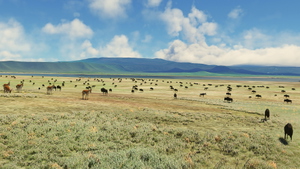 Ngorongoro-Animals + Airstrip HTNV thumbnail 2