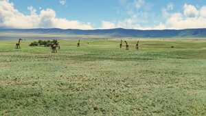 Ngorongoro-Animals + Airstrip HTNV thumbnail 3
