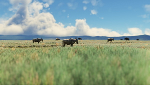 Ngorongoro-Animals + Airstrip HTNV thumbnail 4