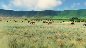 Ngorongoro-Animals + Airstrip HTNV thumbnail 5