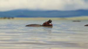 Ngorongoro-Animals + Airstrip HTNV thumbnail 6