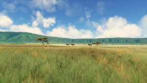 Ngorongoro-Animals + Airstrip HTNV thumbnail 8