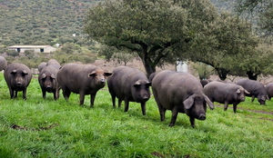 Discover Spain #3 - West Spain thumbnail 14