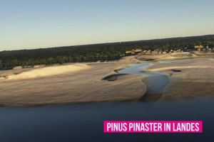 France south landscape enhancement and fixes (better with Bijan's Seasons 2024) thumbnail 23