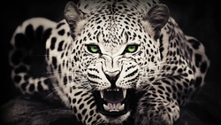 whitezleopard