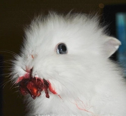 YourBunnyWrote