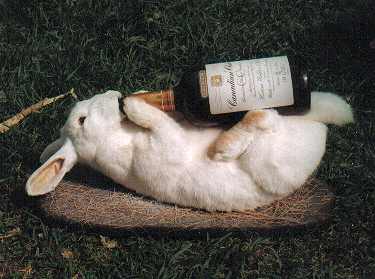 HungoverRabbit