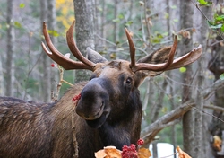 TheMoose