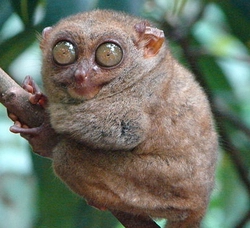 plerzelwupp