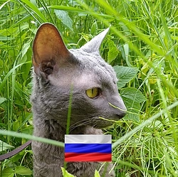 TigerCat