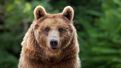 Teddy_Baer