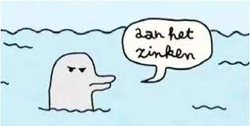 Dolfijn