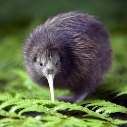 LucidKiwi