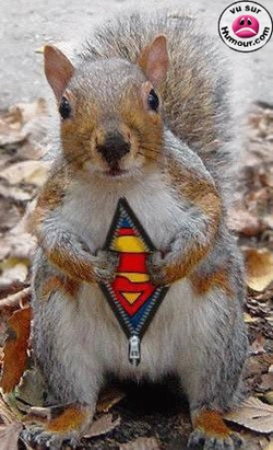 Squirel