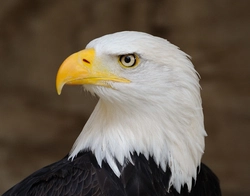 EagleOne69