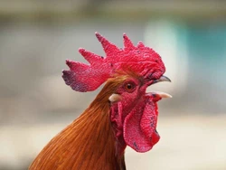 Gallosko
