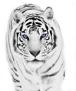 snowtigress