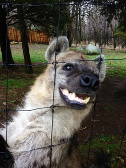 DashyDoggo