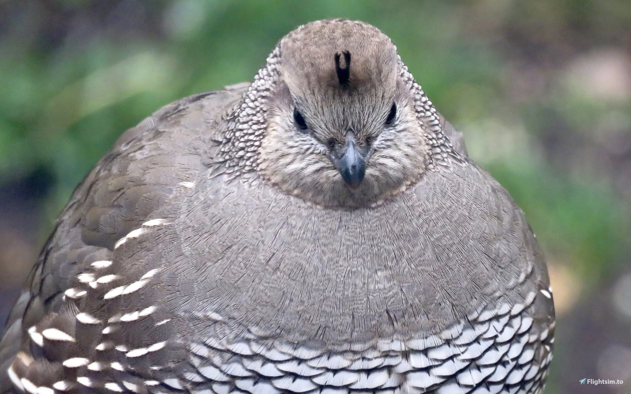 callipepla