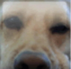 gaminglabrador5