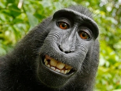 polemic_ape
